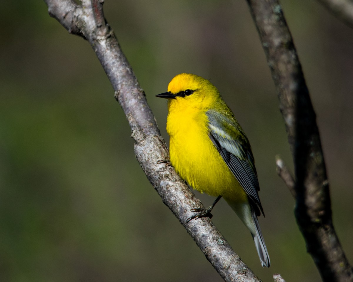 Blue-winged Warbler - ML618676681