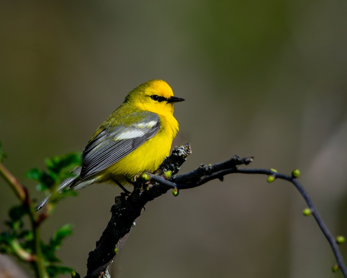 Blue-winged Warbler - ML618676682