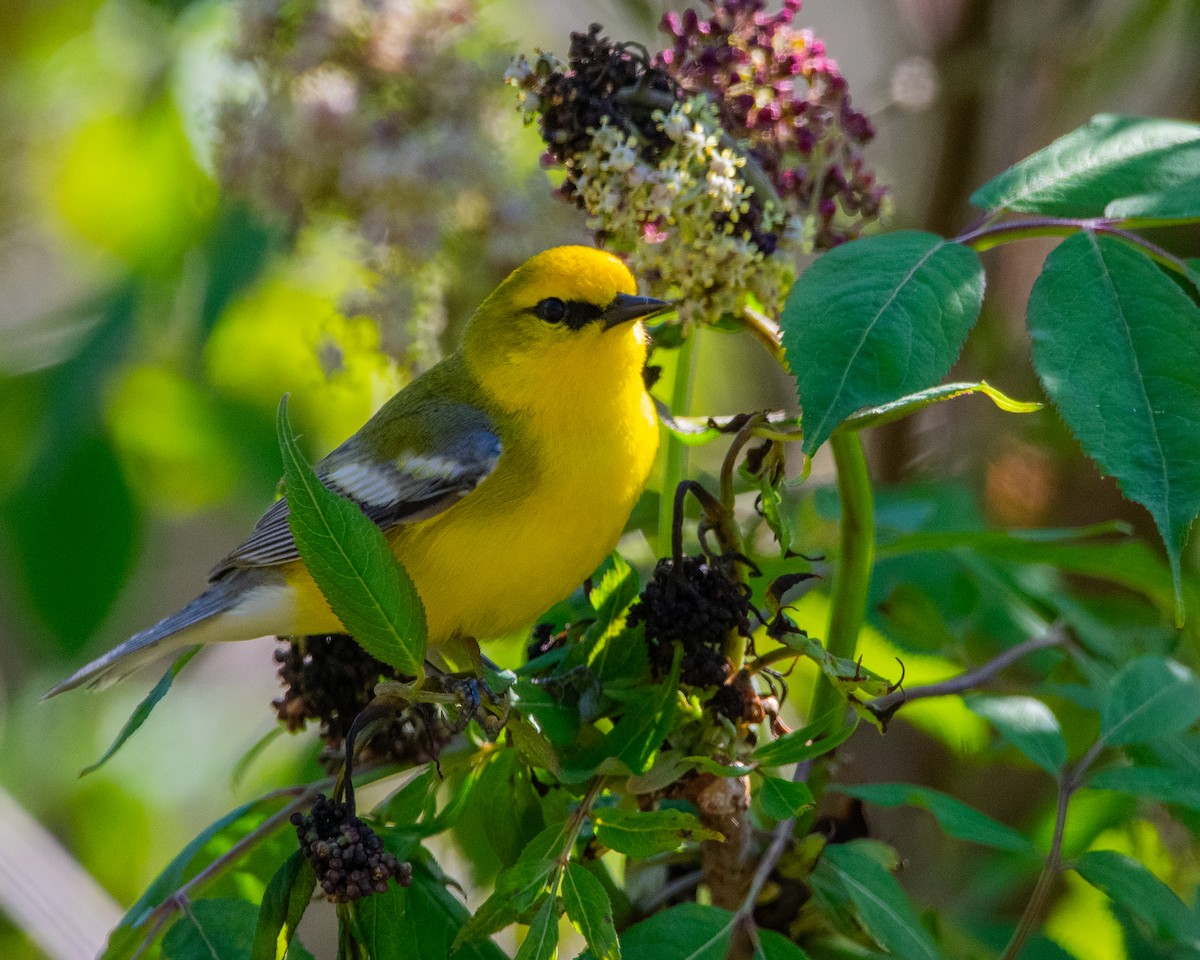 Blue-winged Warbler - ML618676684