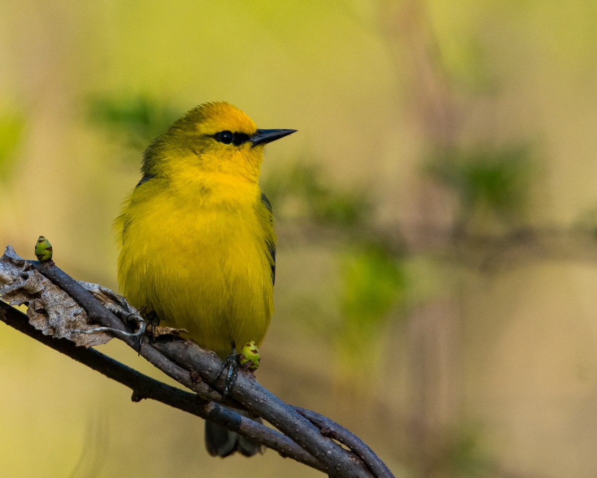 Blue-winged Warbler - ML618676685