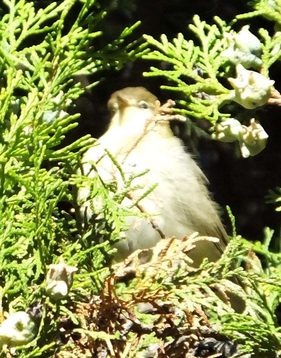 Common Chiffchaff - ML618676697