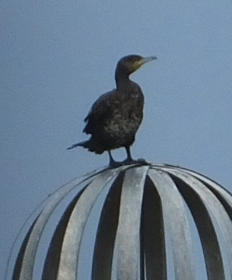 Great Cormorant - ML618676711