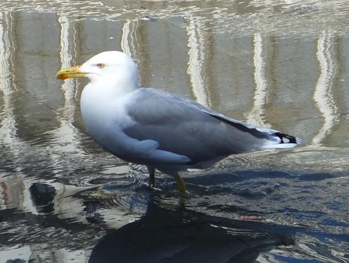 Gaviota Patiamarilla - ML618676720