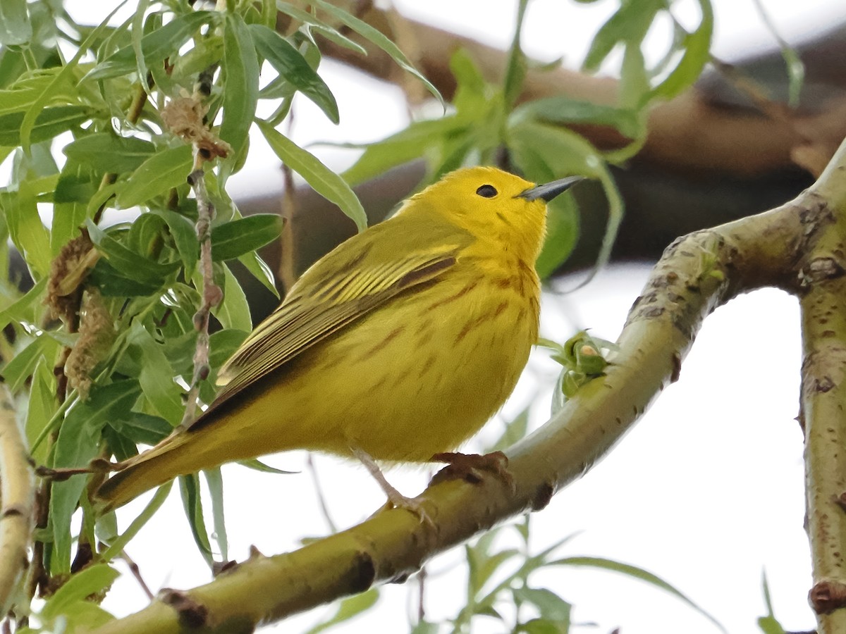 Yellow Warbler - John Felton