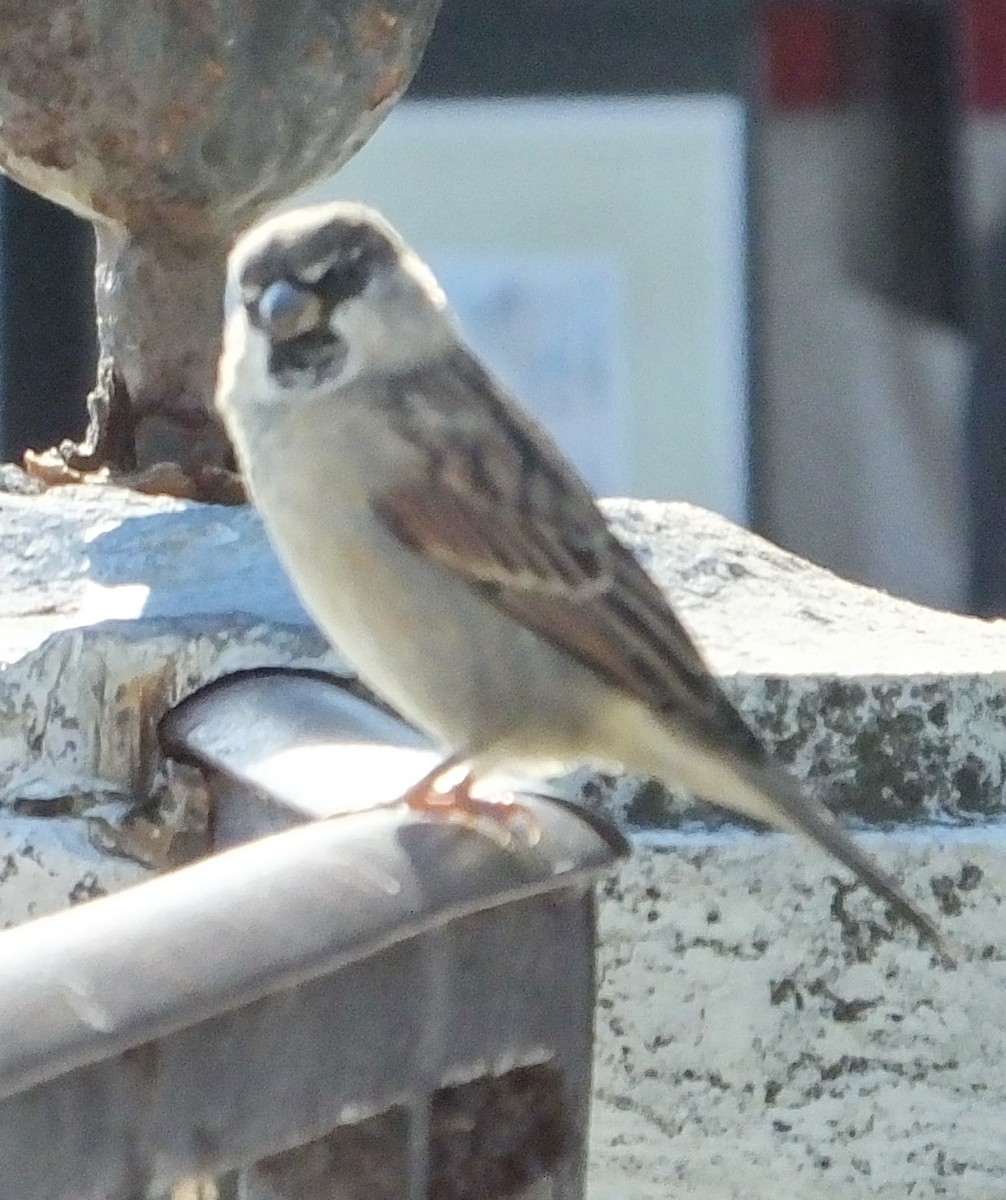 Italian Sparrow - Barbara Dye