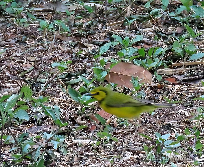 Hooded Warbler - ML618676760