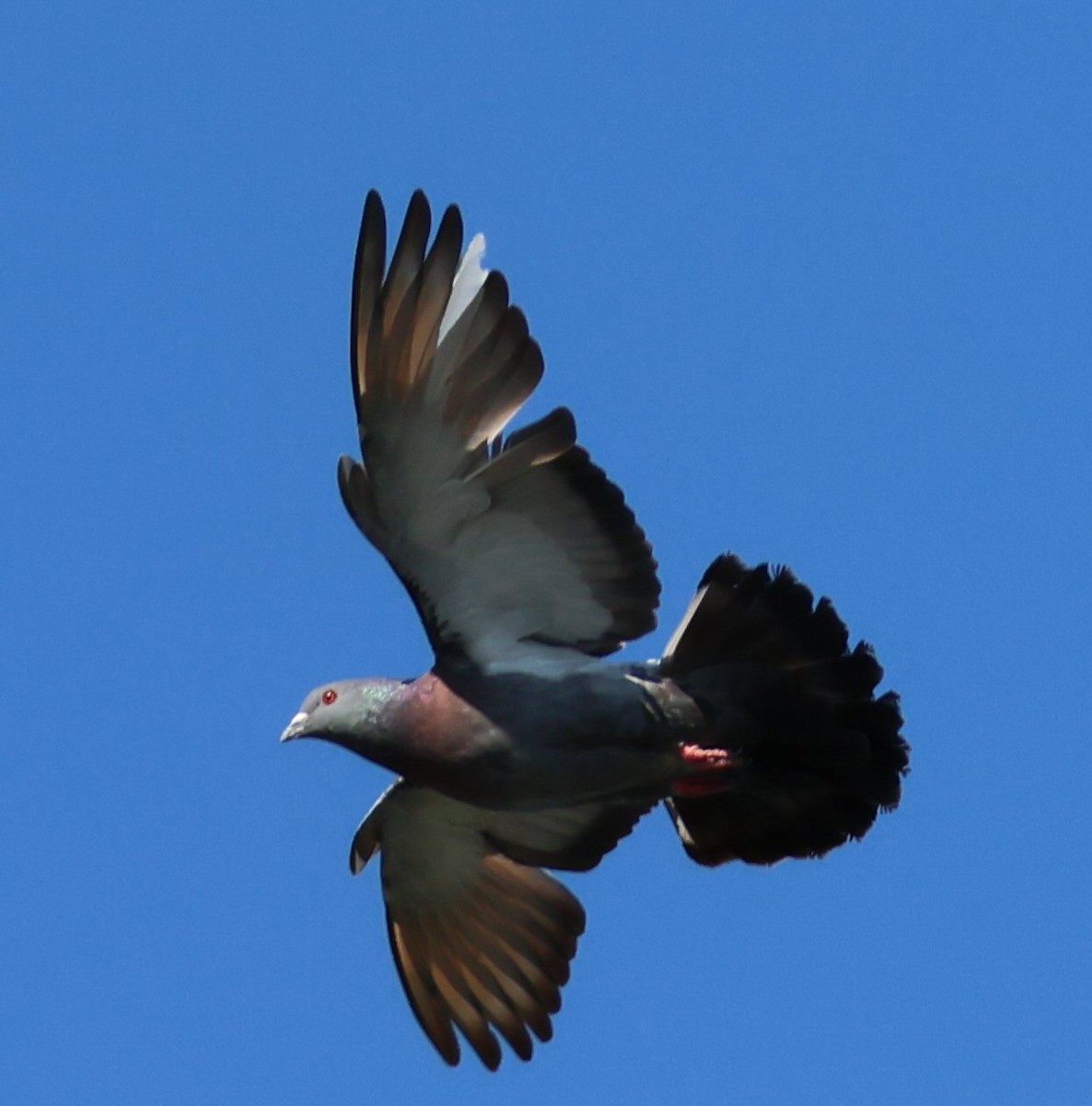 Rock Pigeon (Feral Pigeon) - ML618676781