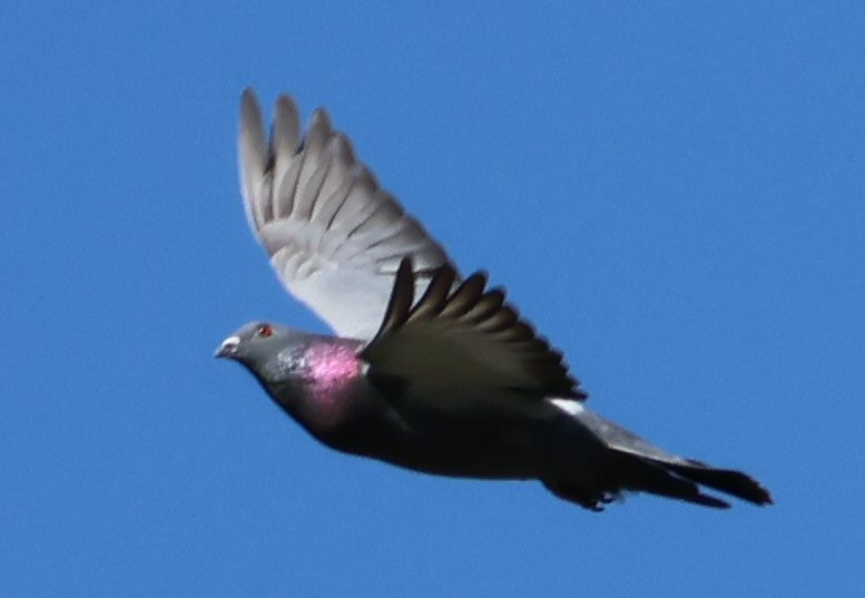 Rock Pigeon (Feral Pigeon) - ML618676782