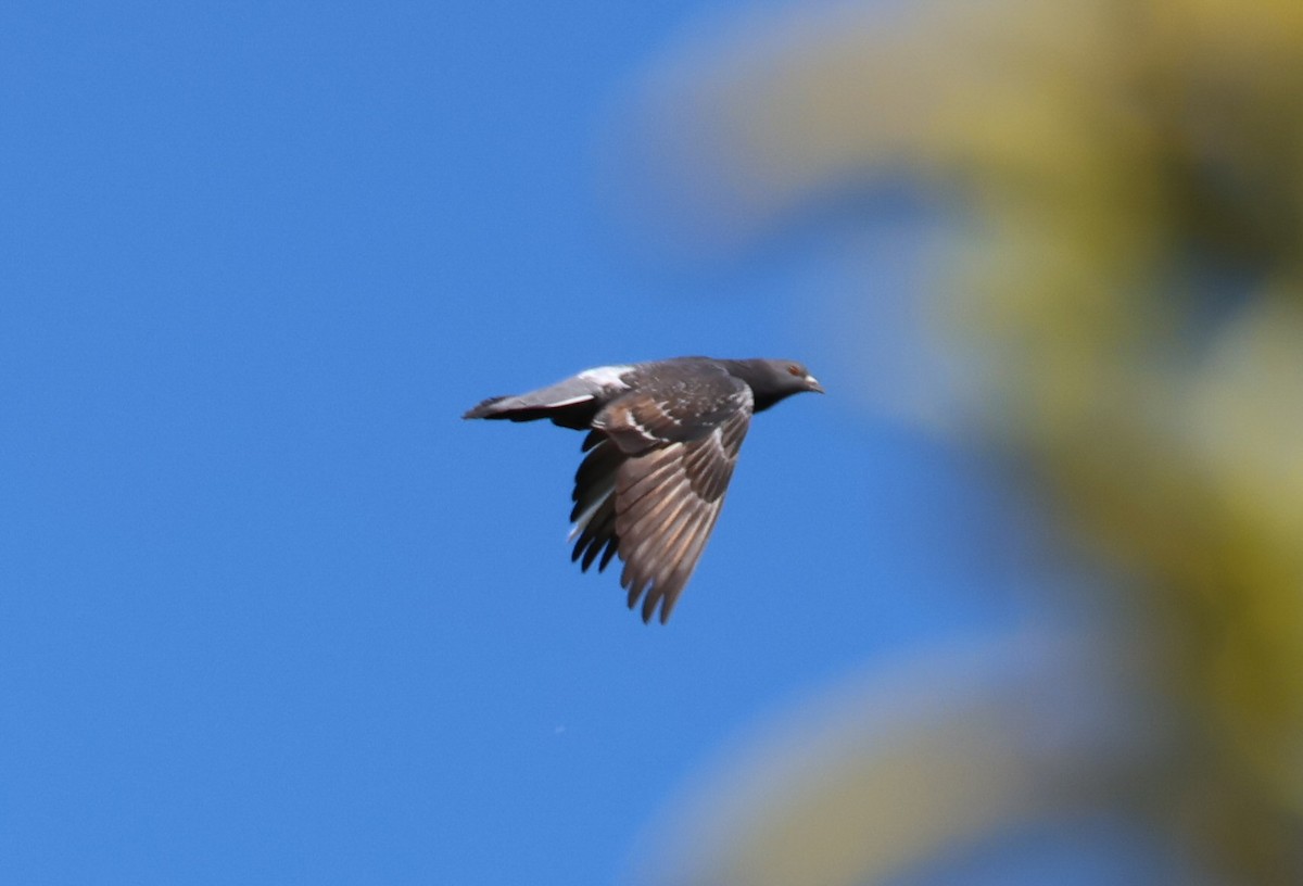 Rock Pigeon (Feral Pigeon) - ML618676783