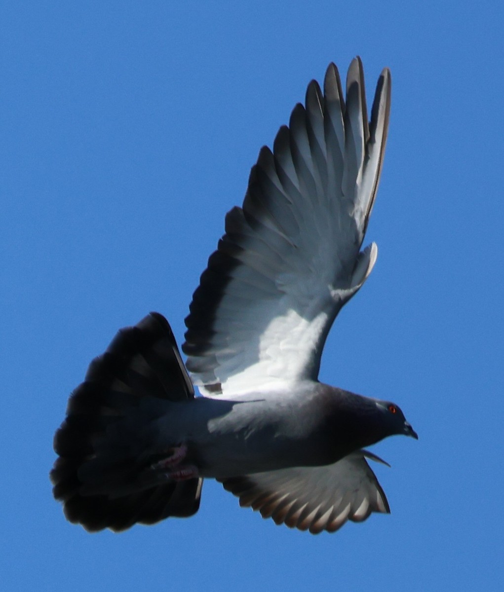 Rock Pigeon (Feral Pigeon) - ML618676784