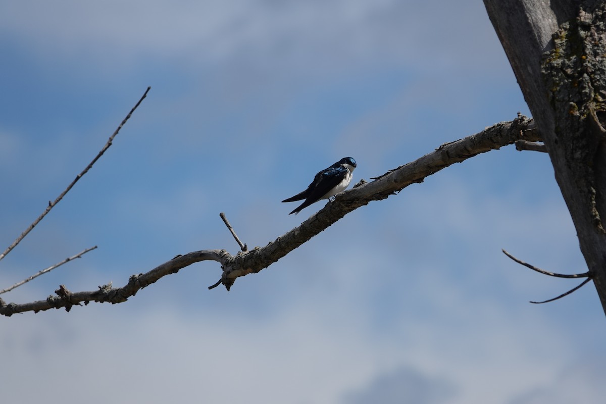 Tree Swallow - ML618676803