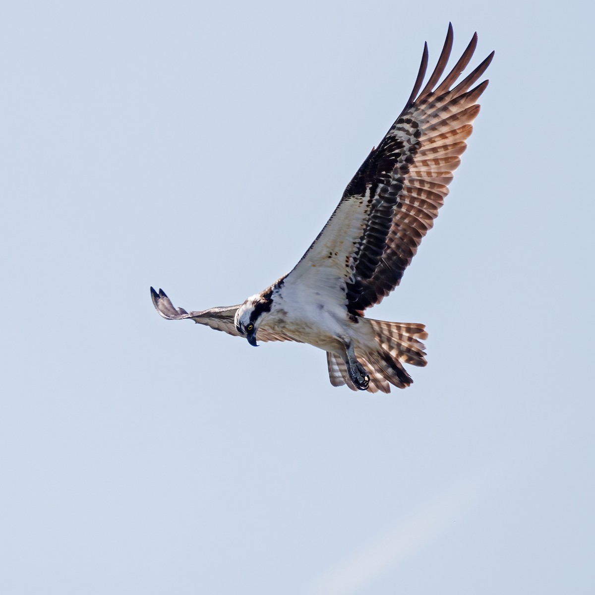 Osprey - ML618676804