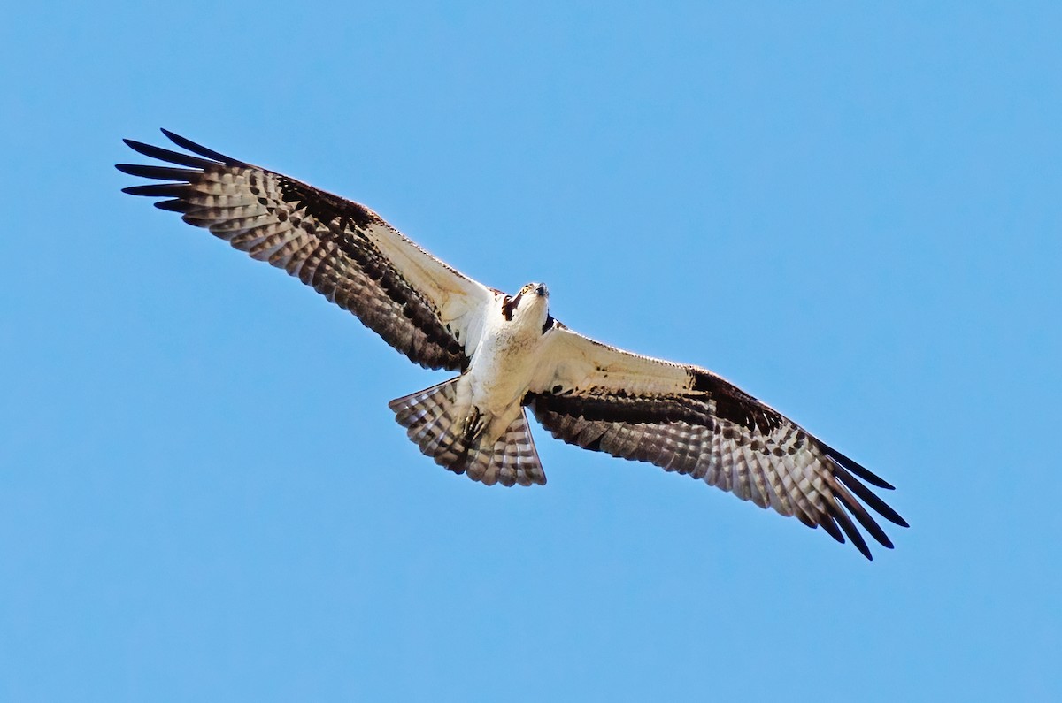 Osprey - ML618676805