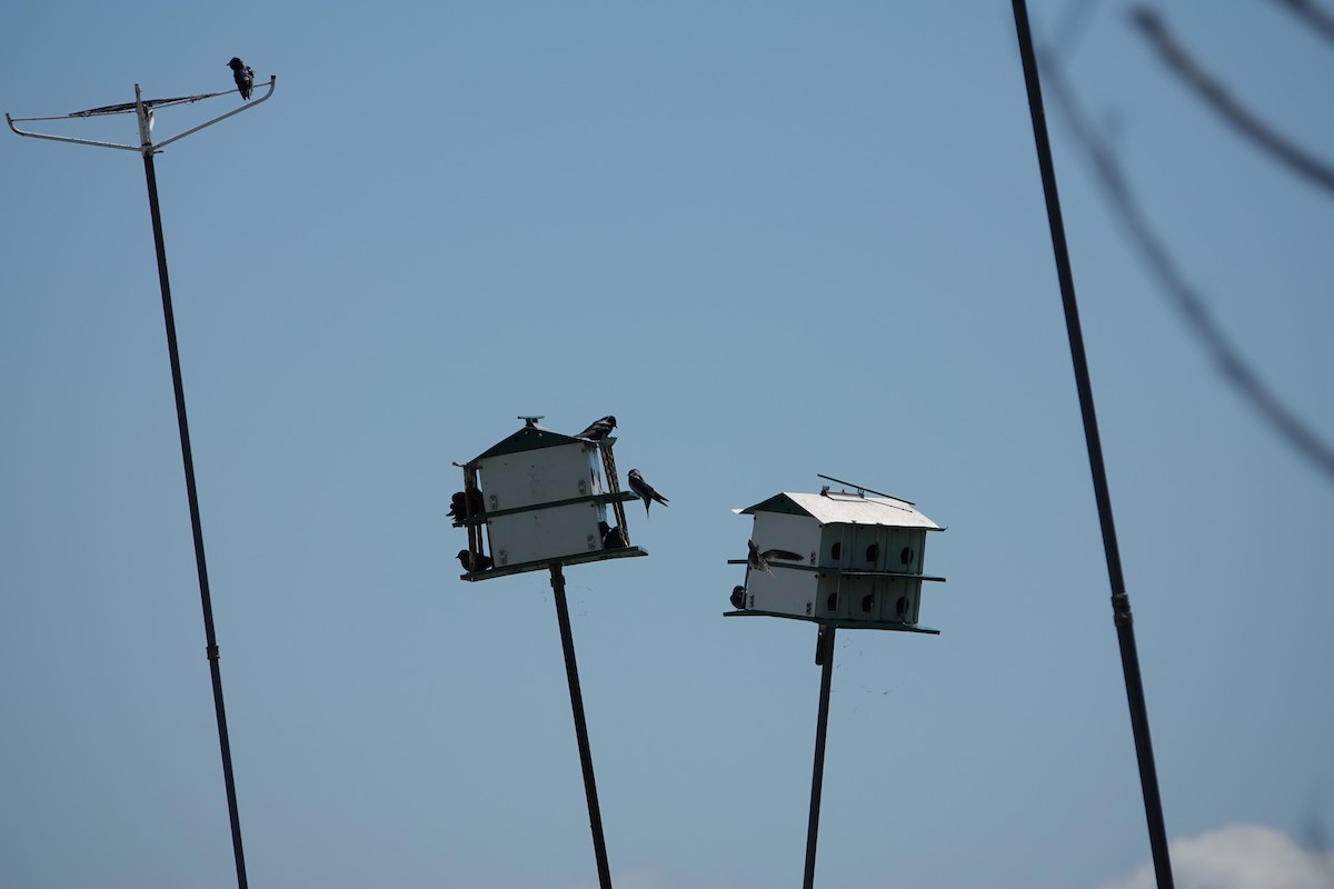 Purple Martin - ML618676810