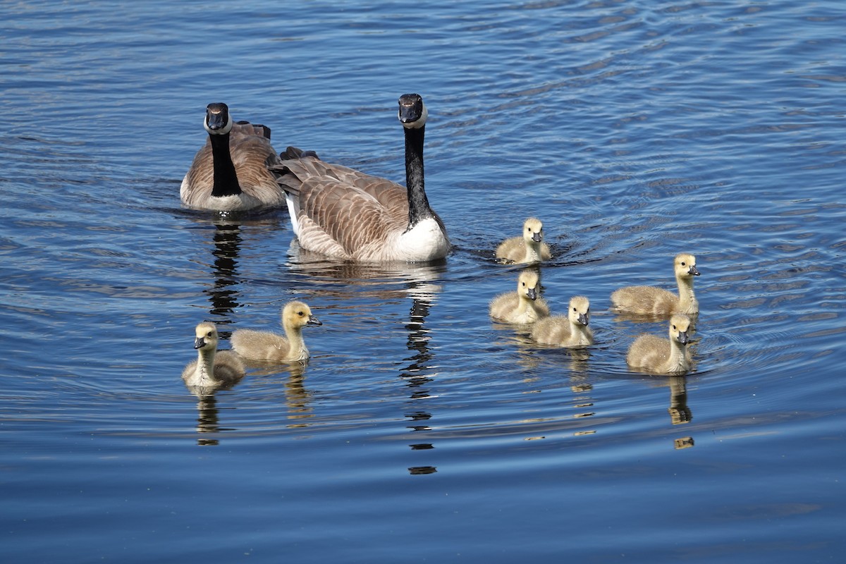 Canada Goose - ML618676814