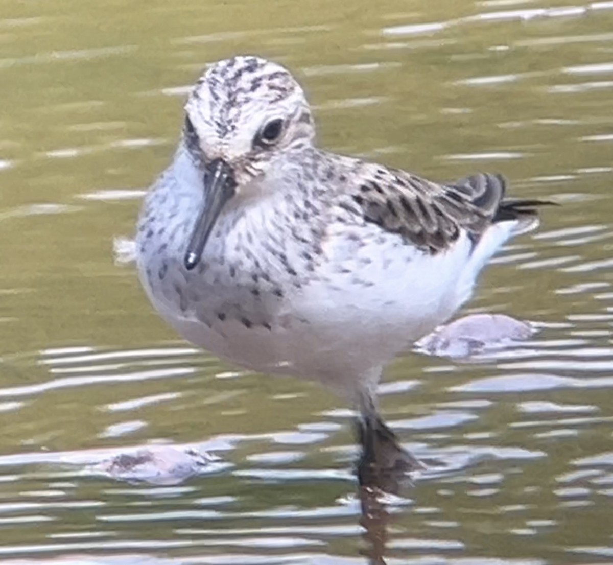 Semipalmated Sandpiper - Mark McShane