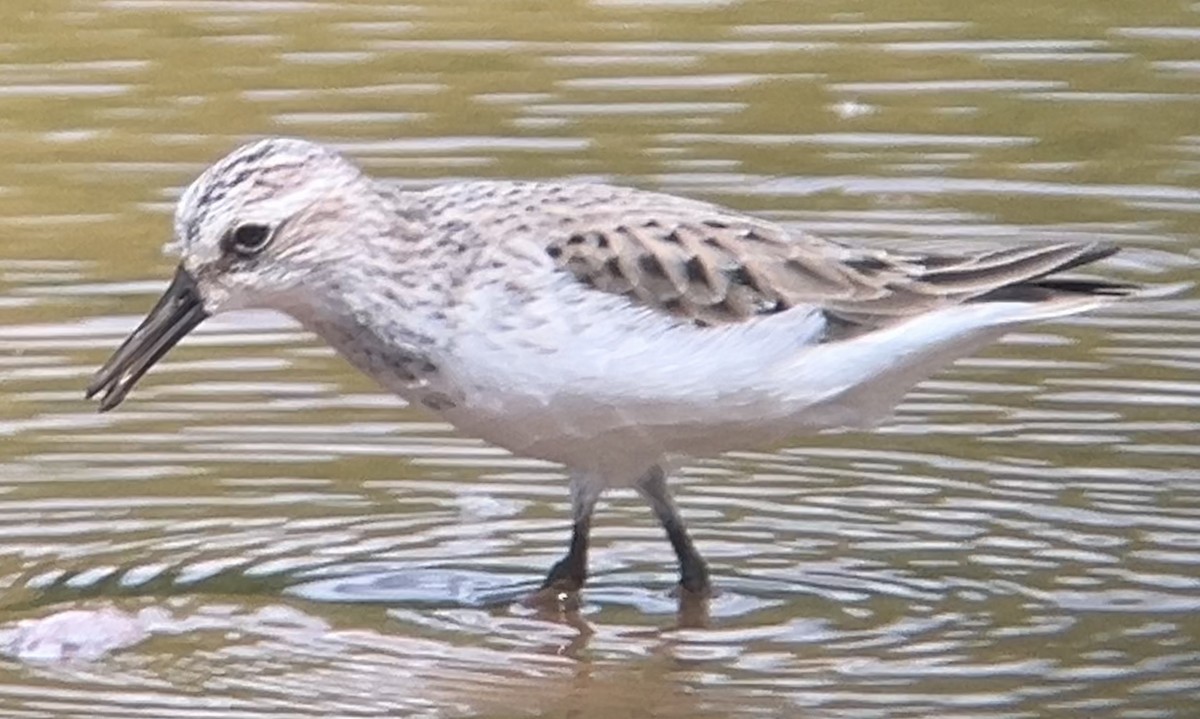 Semipalmated Sandpiper - Mark McShane