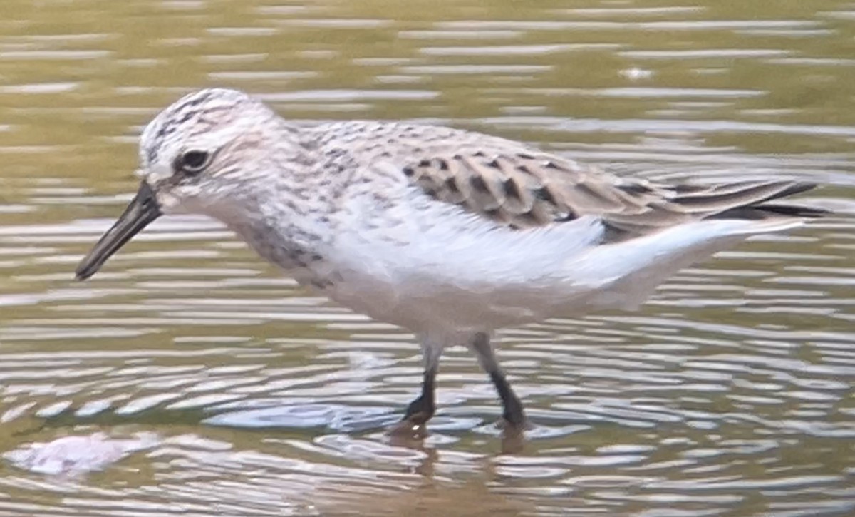 Semipalmated Sandpiper - Mark McShane