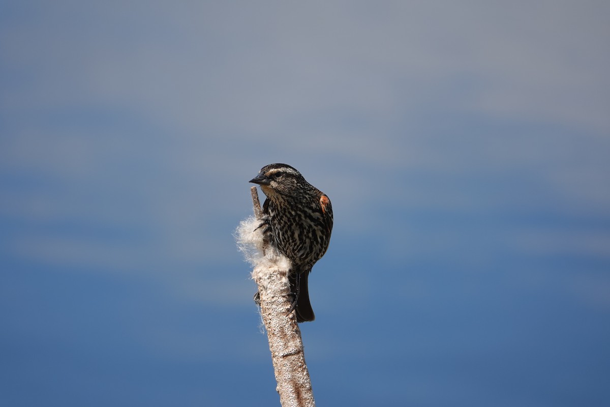 Red-winged Blackbird - ML618676842