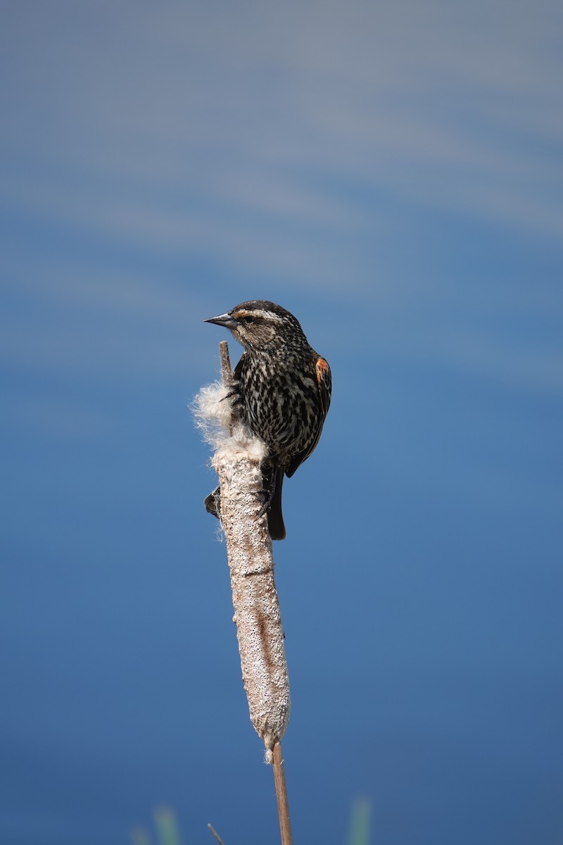 Red-winged Blackbird - ML618676843