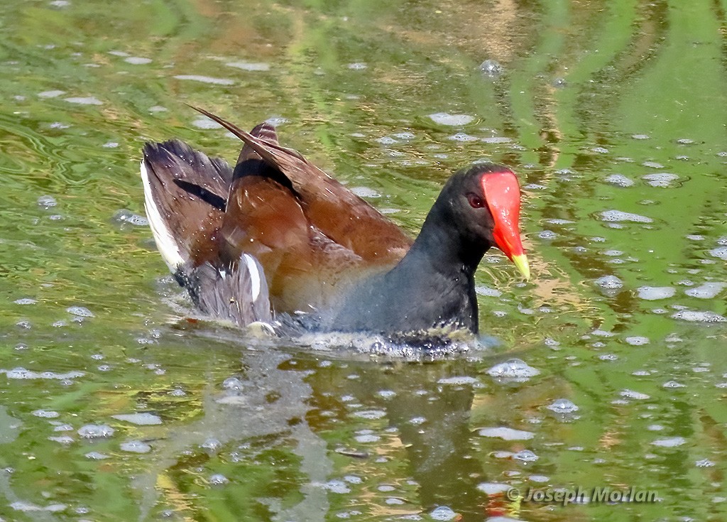 Common Gallinule - ML618676845