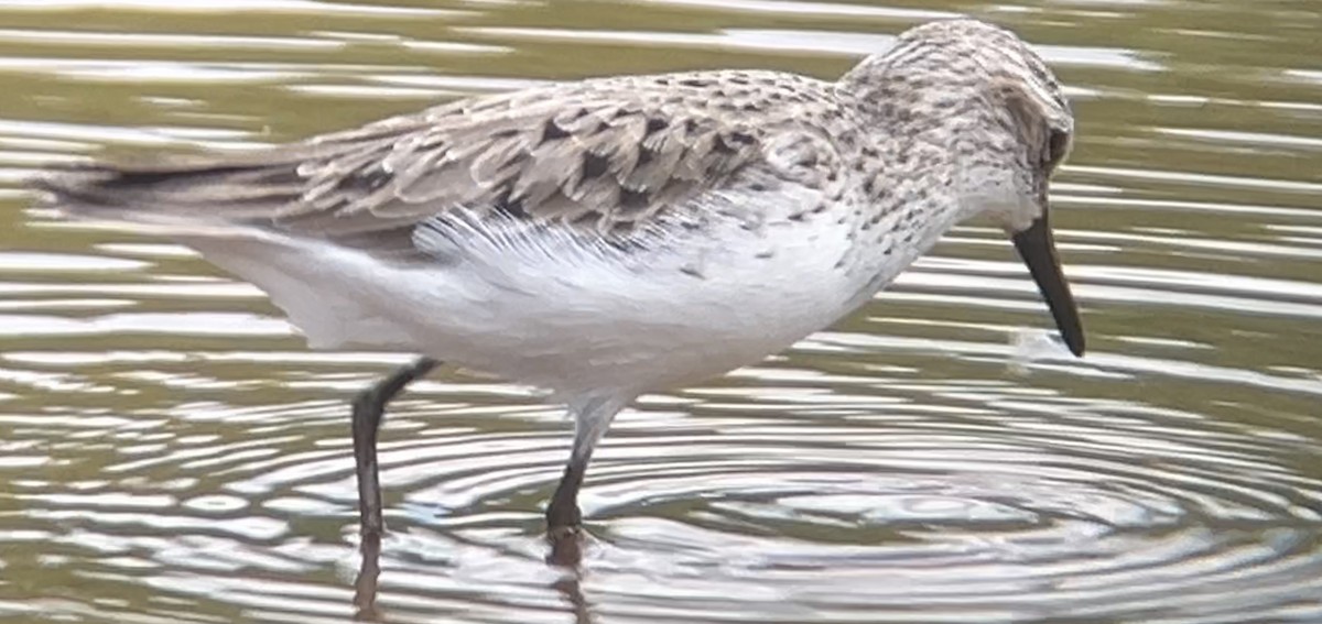 Semipalmated Sandpiper - Mark McShane