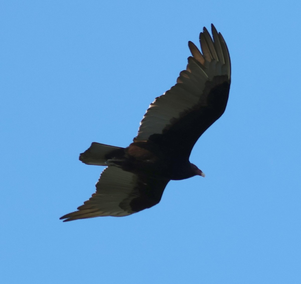 Turkey Vulture - ML618676850