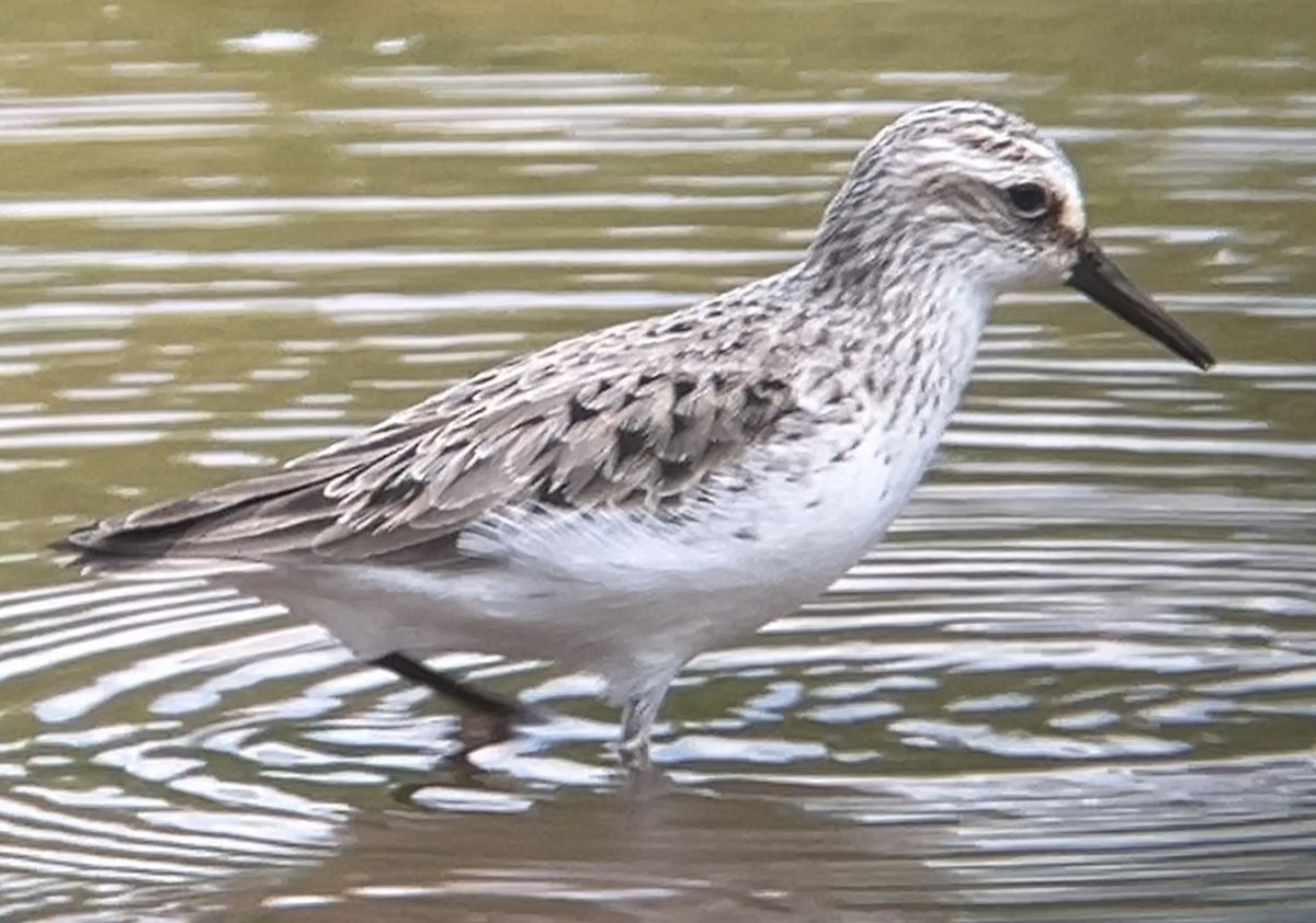 Semipalmated Sandpiper - Mark McShane