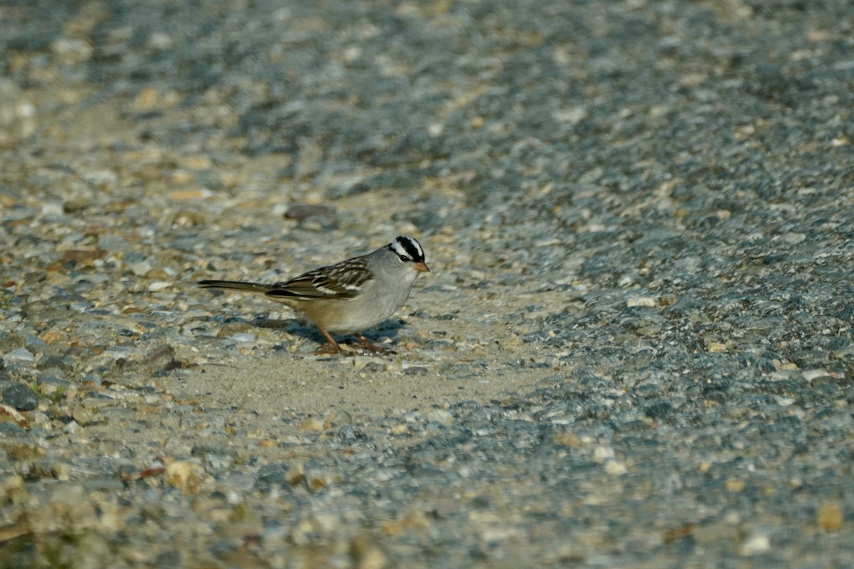 White-crowned Sparrow - Charles Morano