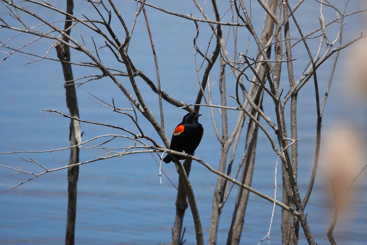 Red-winged Blackbird - ML618676881