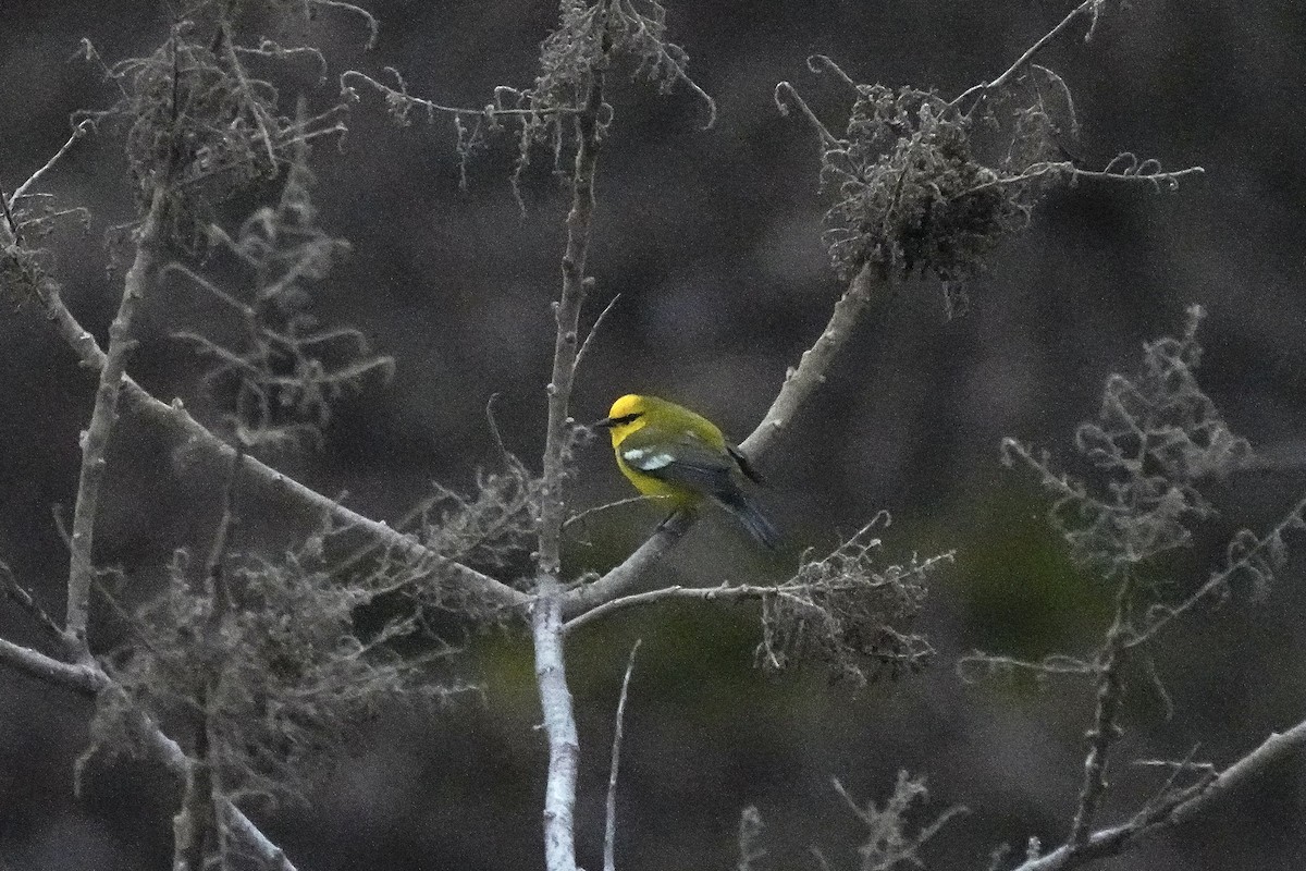 Blue-winged Warbler - ML618676887