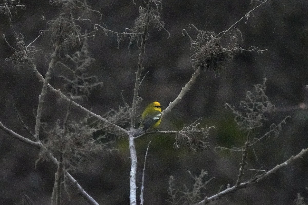 Blue-winged Warbler - ML618676888