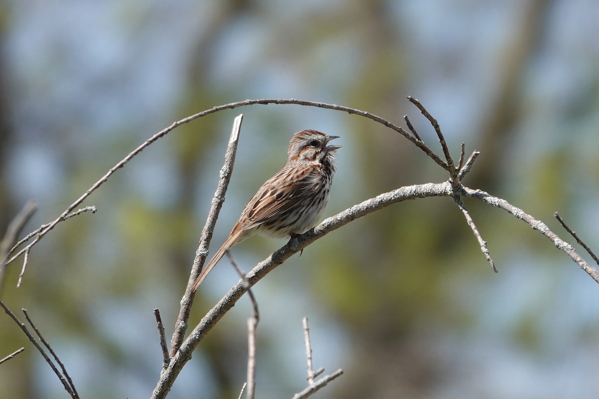 Song Sparrow - ML618676925