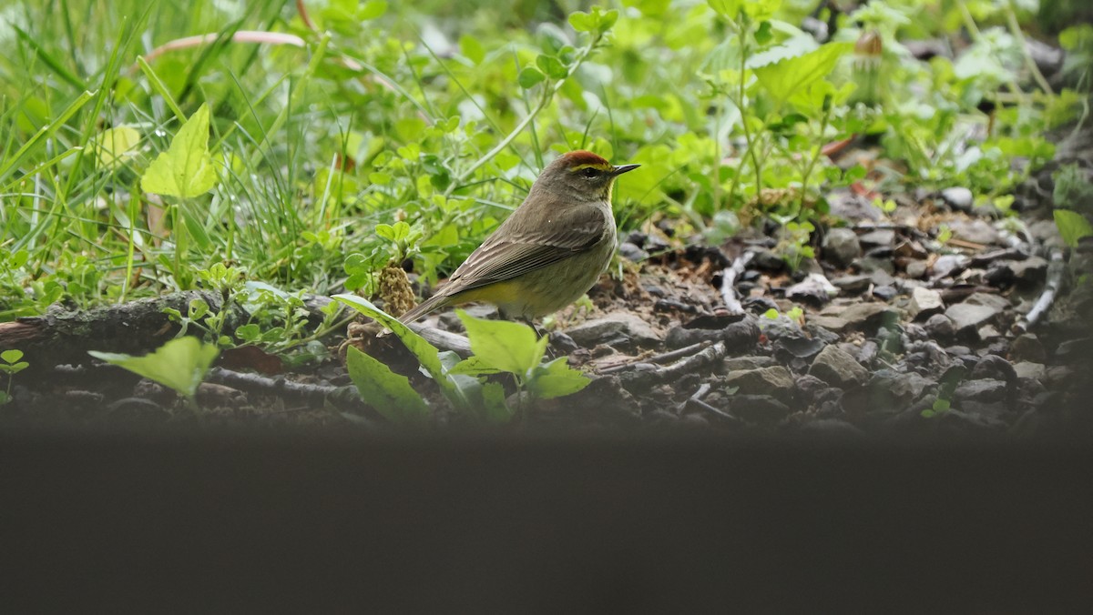 Palm Warbler - ML618676944