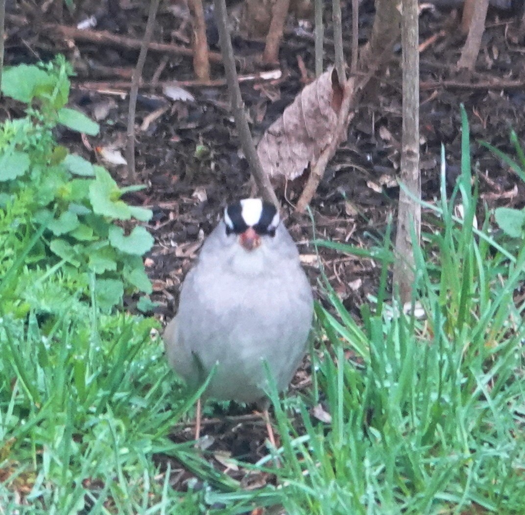 White-crowned Sparrow - ML618676948