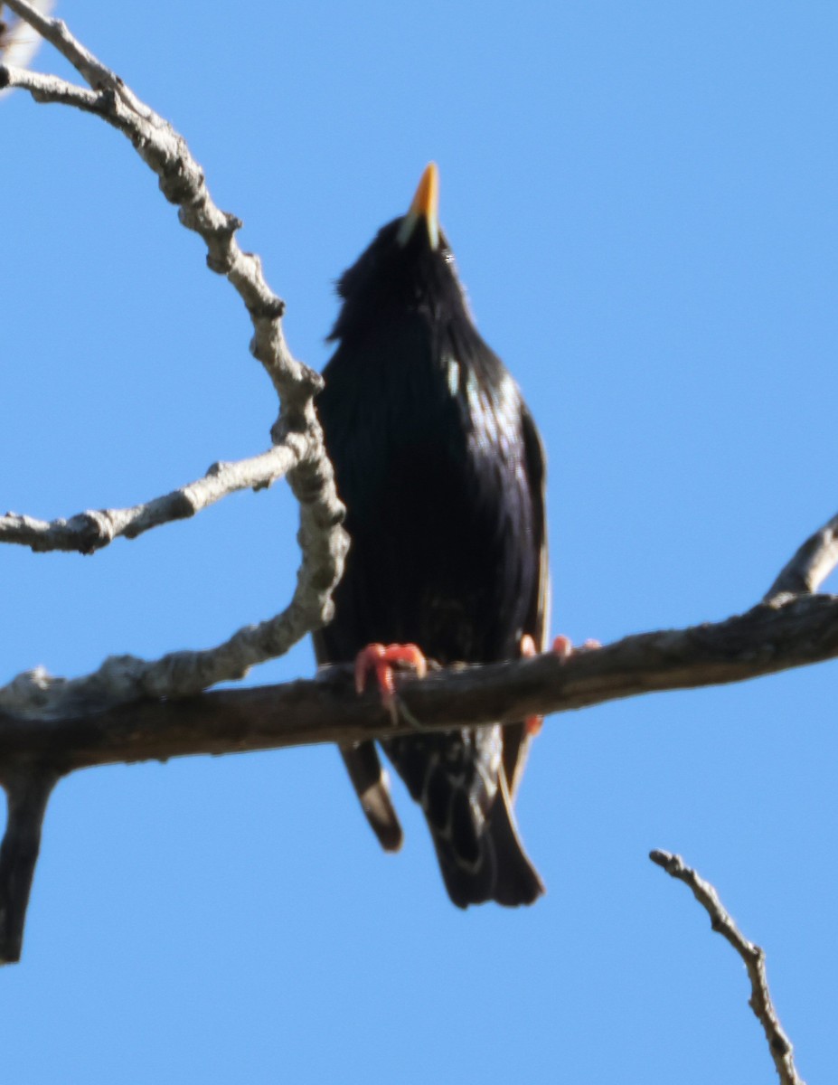 European Starling - ML618676952