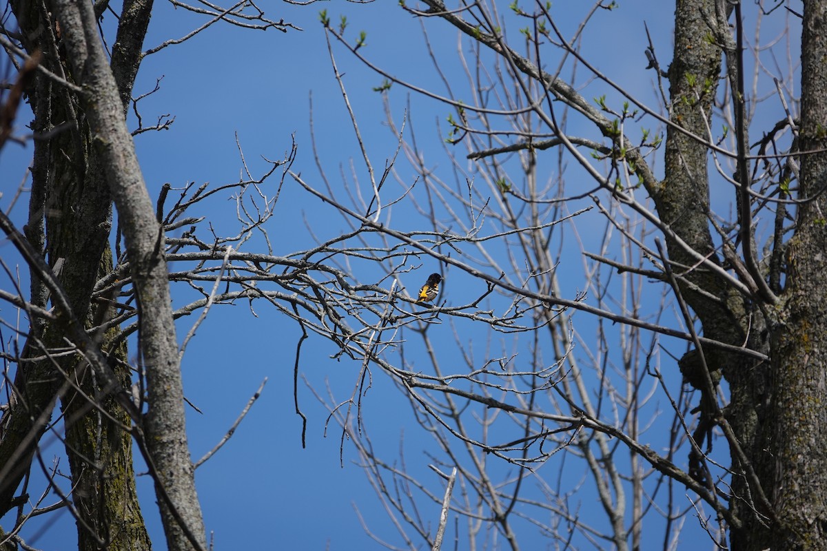 Baltimore Oriole - ML618676973