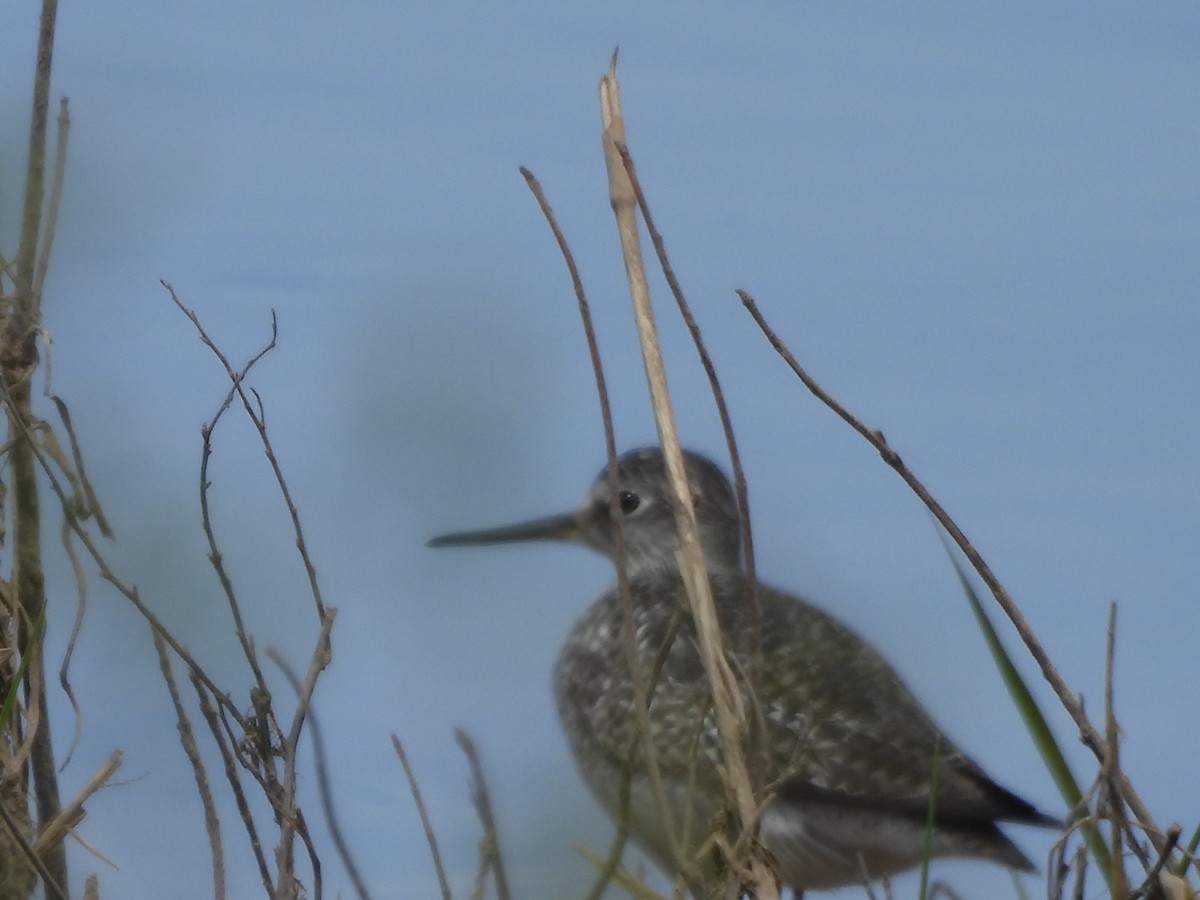 Lesser Yellowlegs - ML618676977