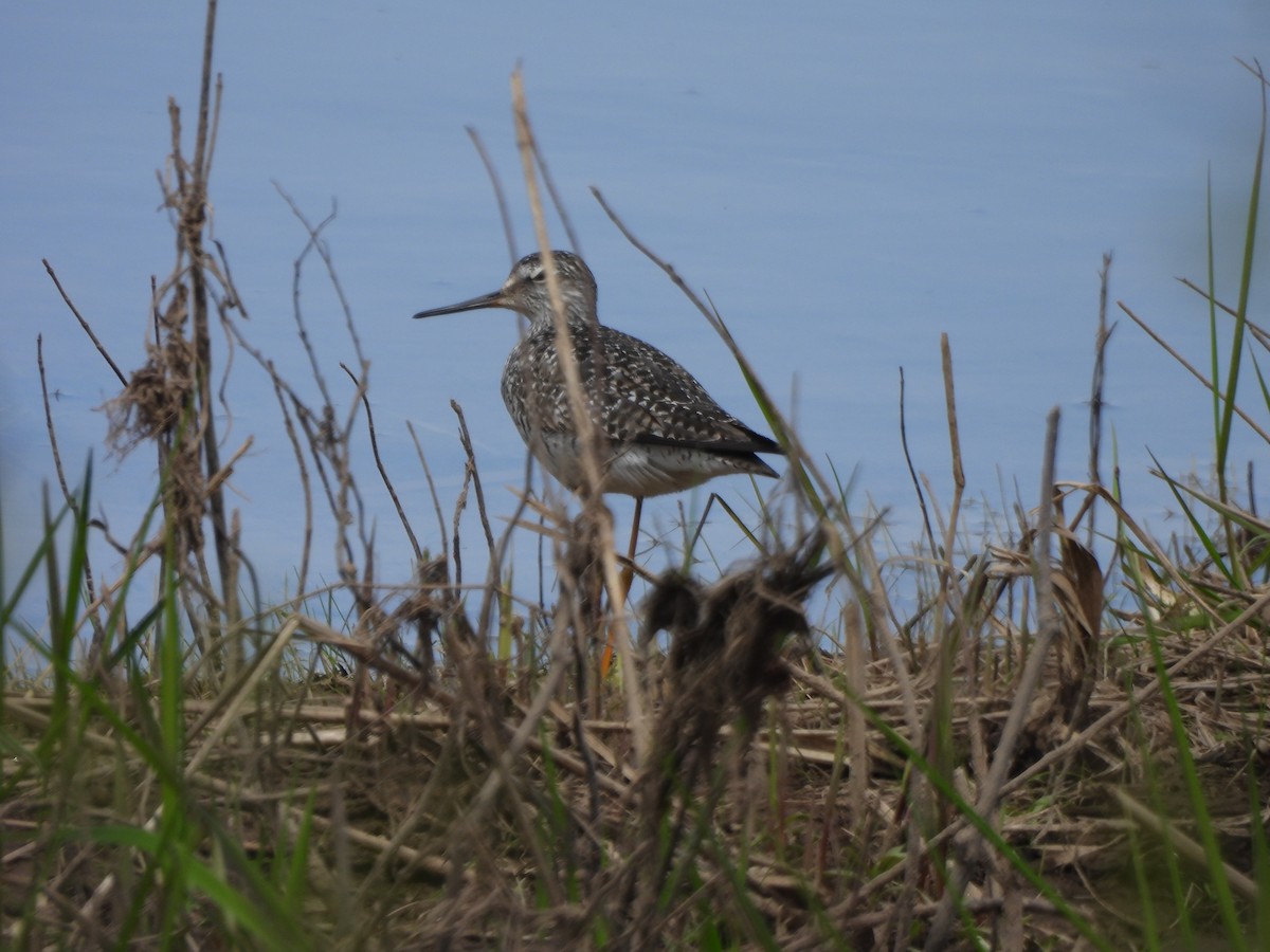 Lesser Yellowlegs - ML618676978