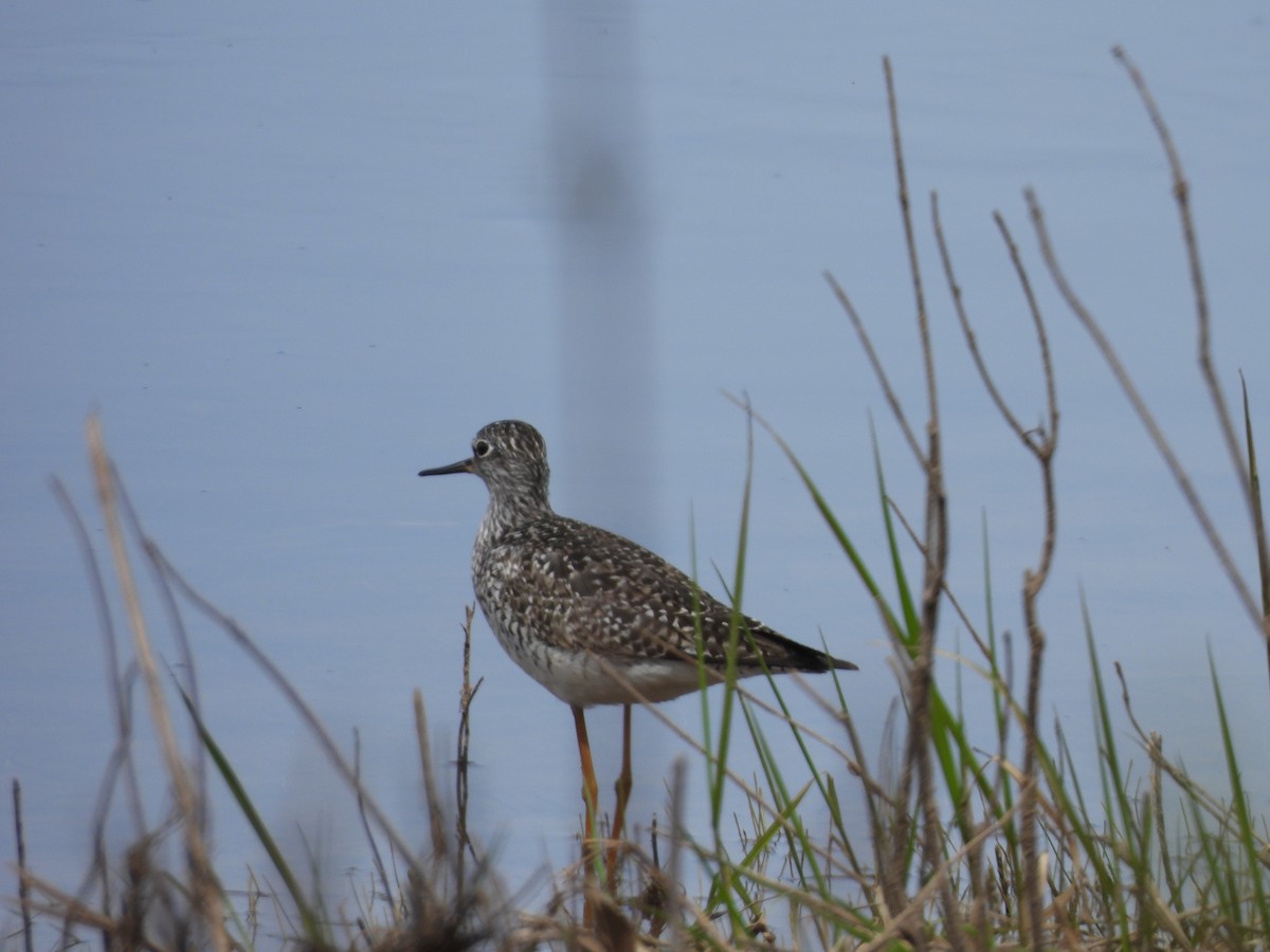 Lesser Yellowlegs - ML618676980