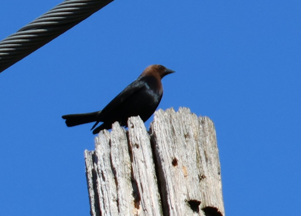 Brown-headed Cowbird - ML618676985