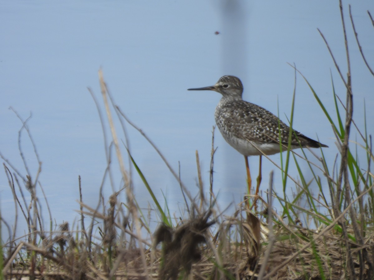 Lesser Yellowlegs - ML618677005