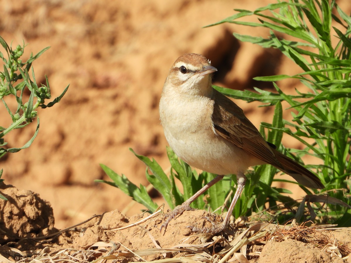 Rufous-tailed Scrub-Robin - Jose Manuel Reyes Paez