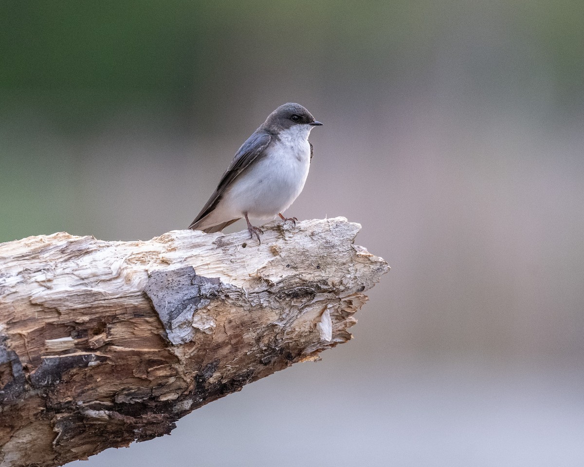 Tree Swallow - ML618677083