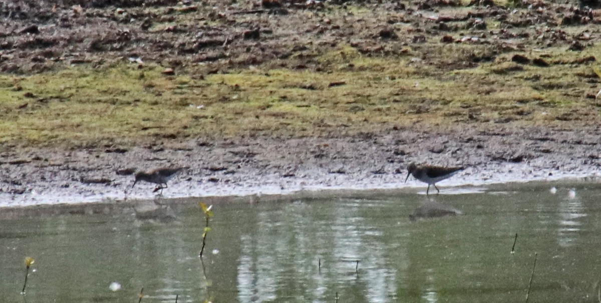 Solitary Sandpiper - Tom Nolan