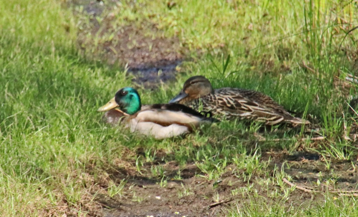 Mallard - Tom Nolan