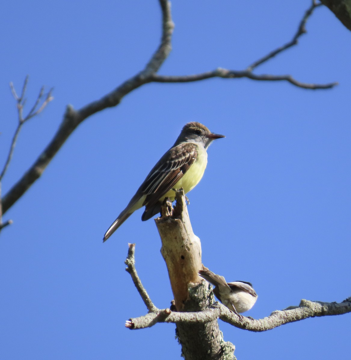 Great Crested Flycatcher - ML618677159