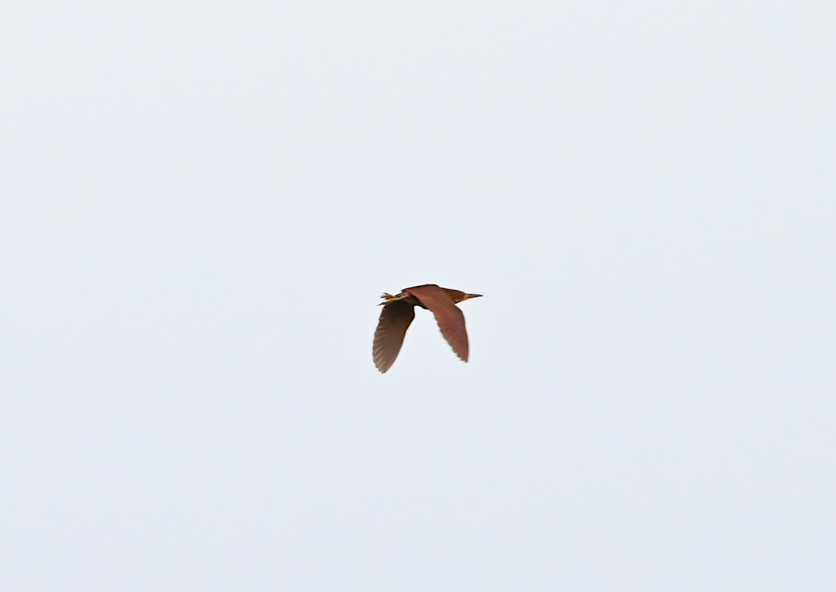 Cinnamon Bittern - Joby Joseph