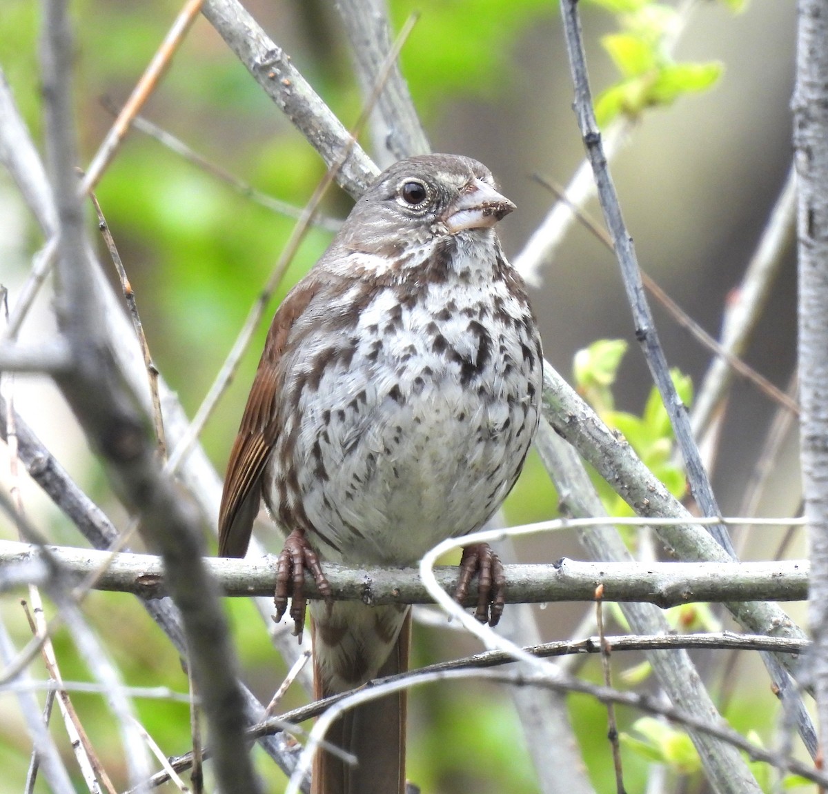 Fox Sparrow - ML618677172