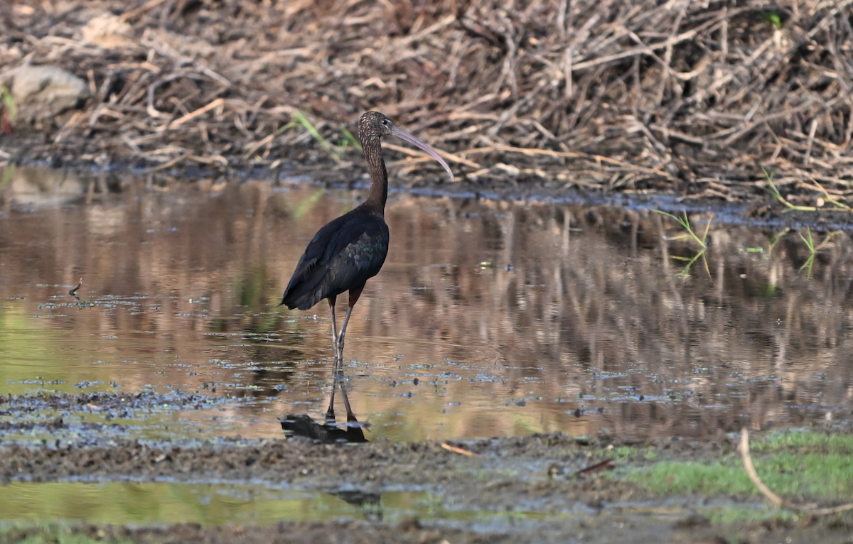 Glossy Ibis - ML618677175